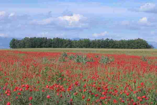 Countryside near Valensole